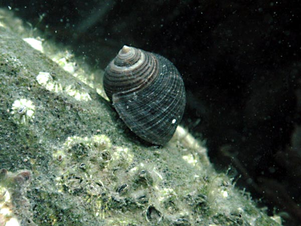 Littorina littorea